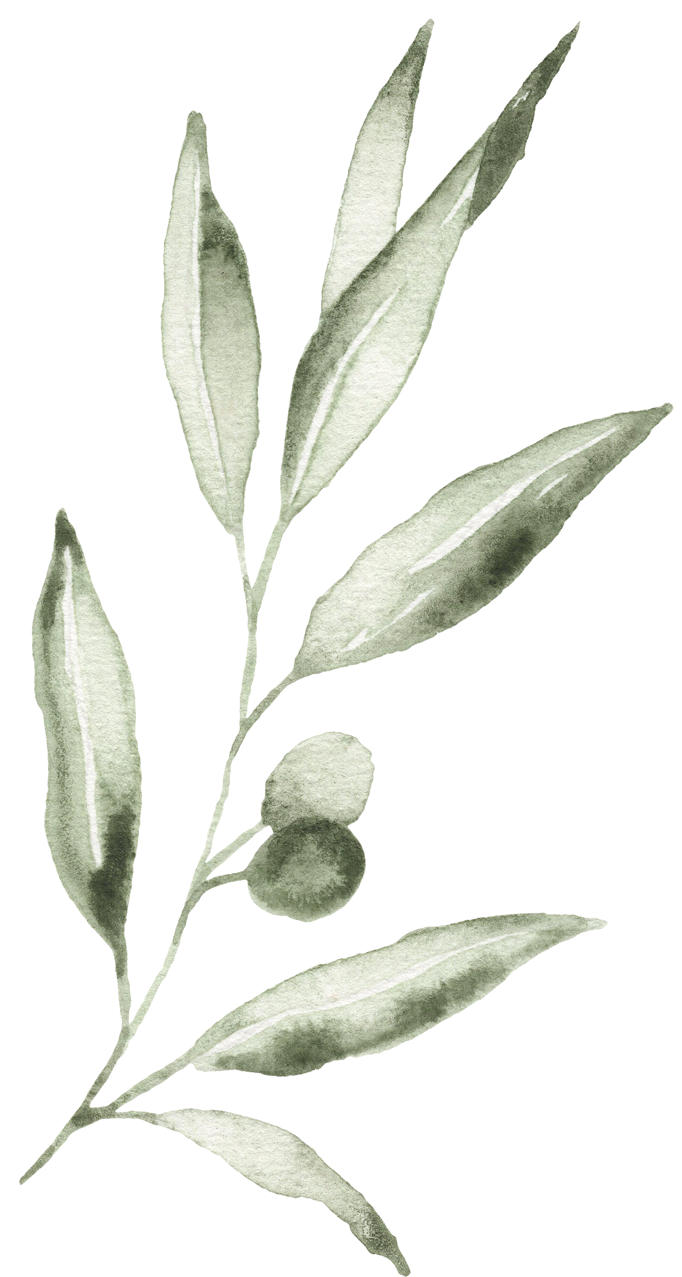 olive_watercolor_07.png