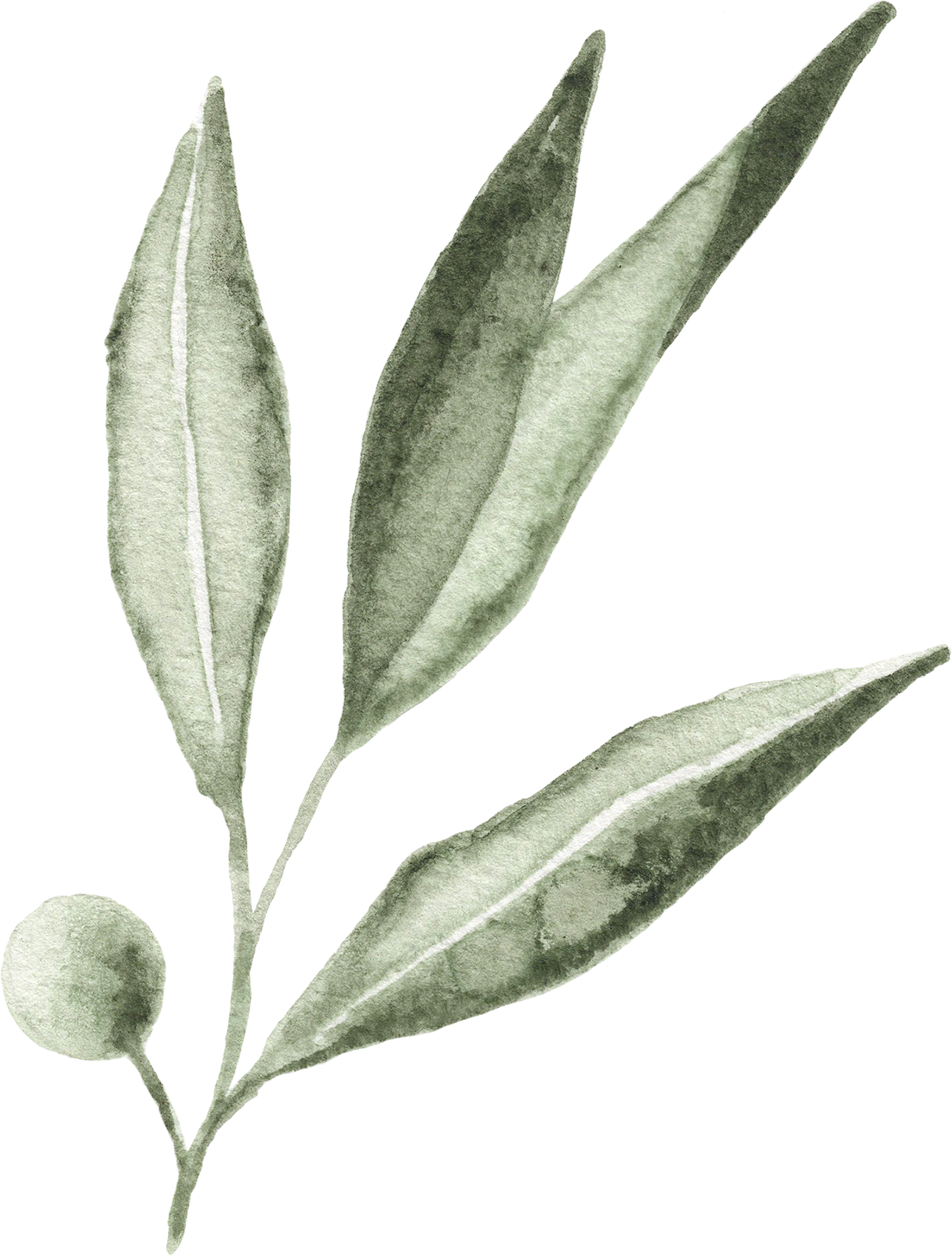 olive_watercolor_14.png